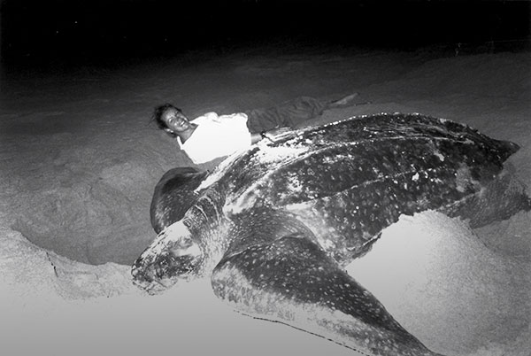 Laying with Leatherback Turtles on Michaela's Wild Challend
